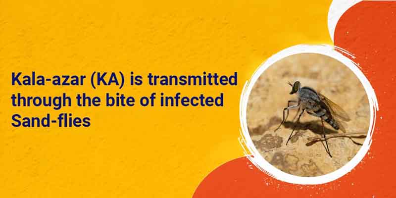 kala-azar