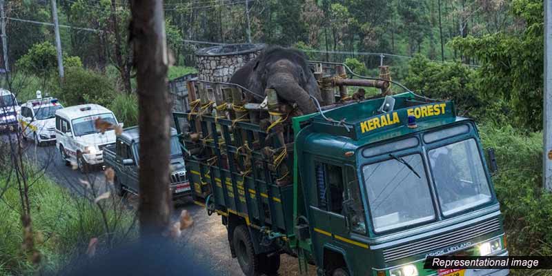 kerala-elephant-15a