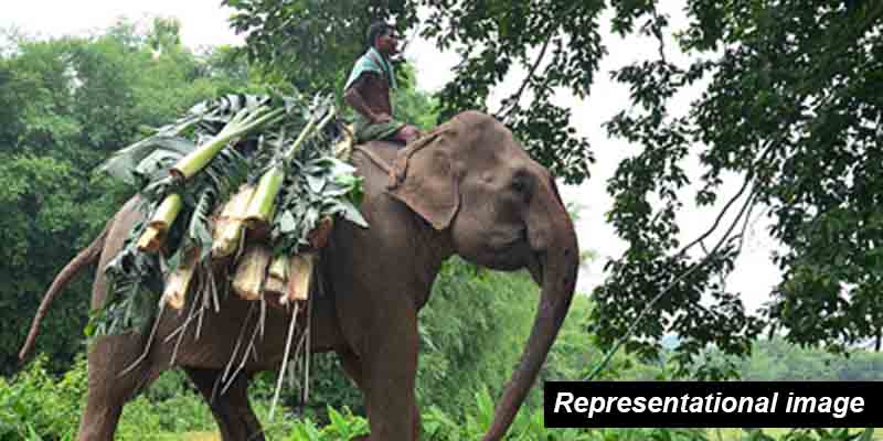 elephant