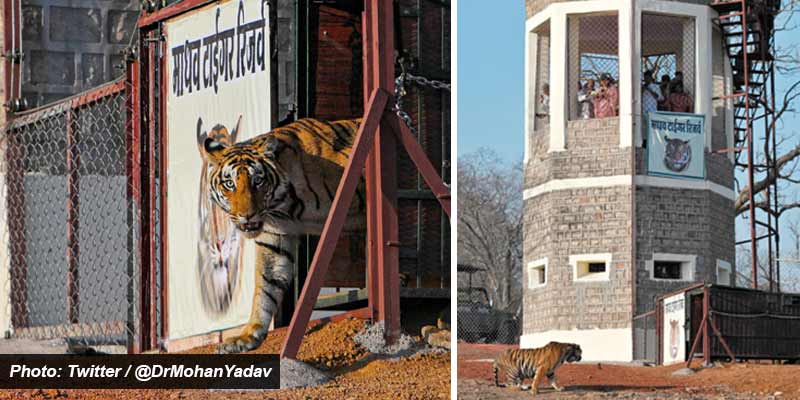 madhav-tiger-reserve-10a