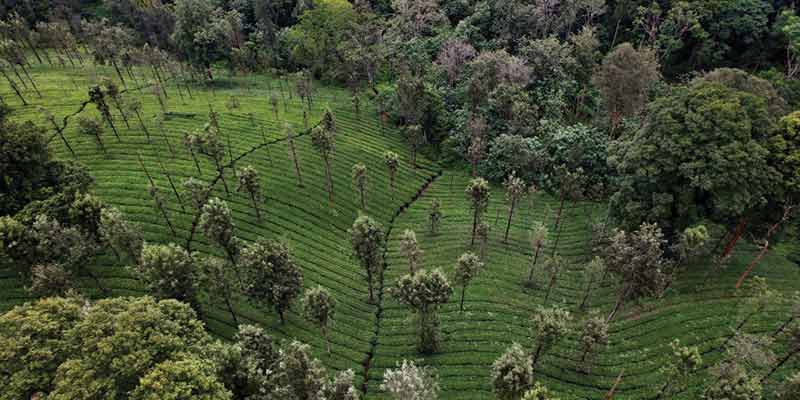 forest-schemes-22a