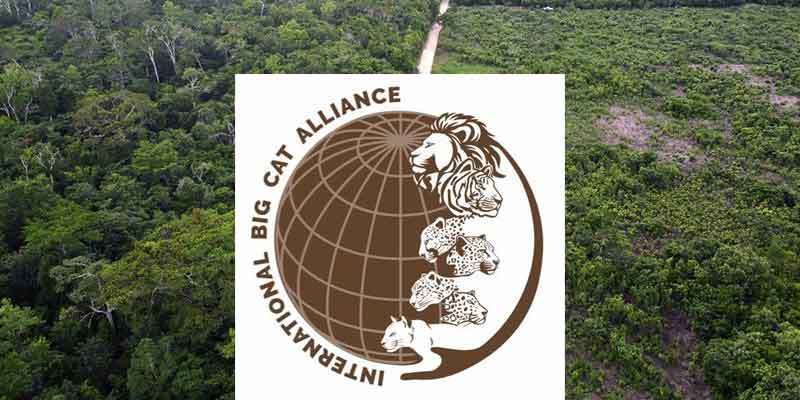 ibca-headquarters-in-india