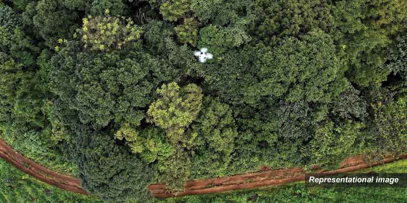 forest-17a