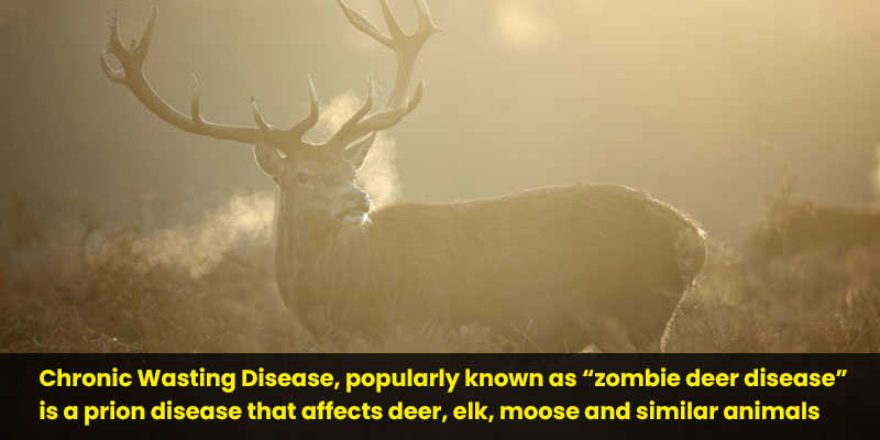 zombie-deer-disease