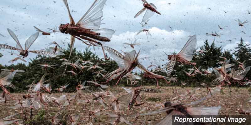 locust-fao-africa