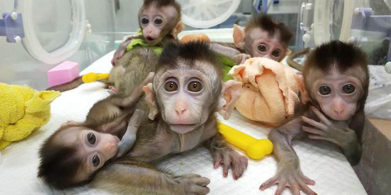 monkey
