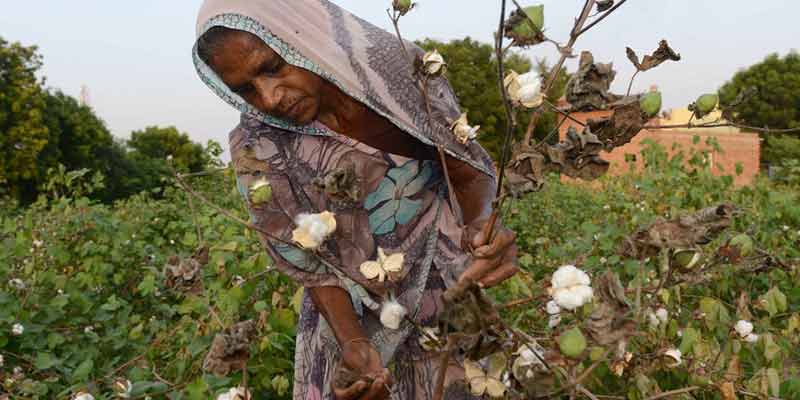 cotton-1