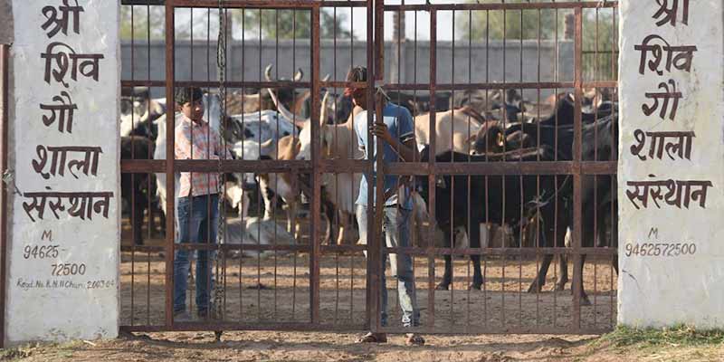 cows-1