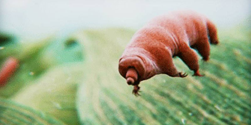 tardigrade-1