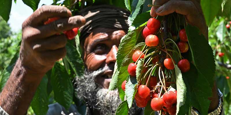 farmer-2