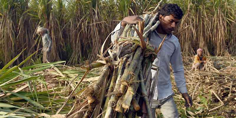sugarcane-1