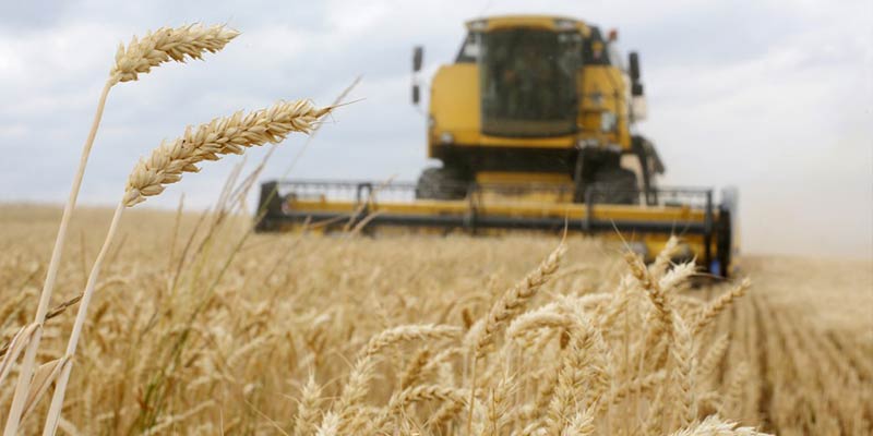 wheat-1