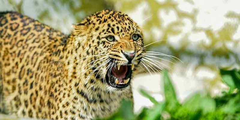 India’s leopard population increases by 60% in 4 years | leopard