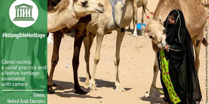 oman---camel-racing