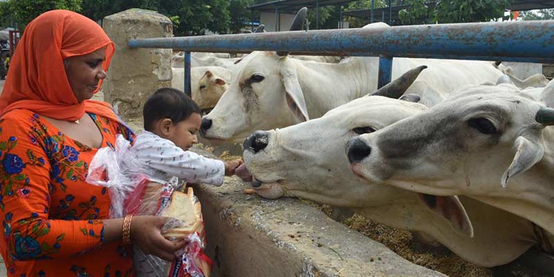 cows-1