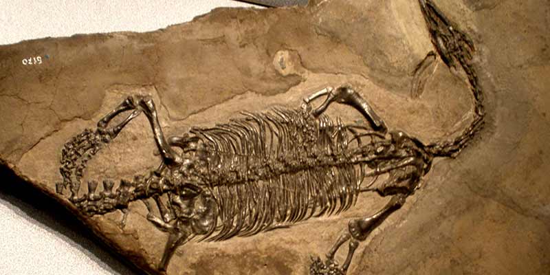 fossil-1