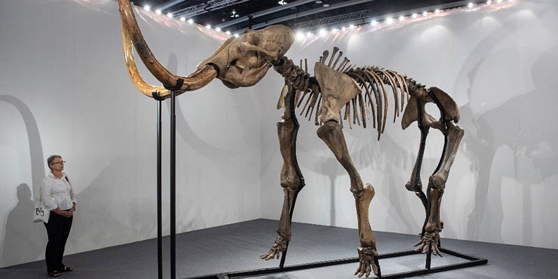 mammoth