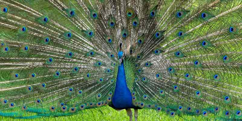 peafowl-1
