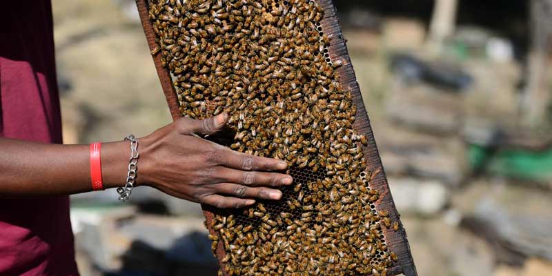 beekeeper