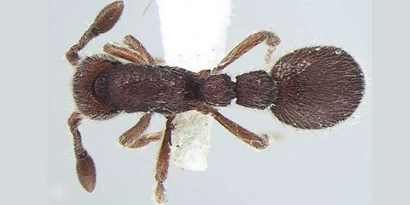ant-species