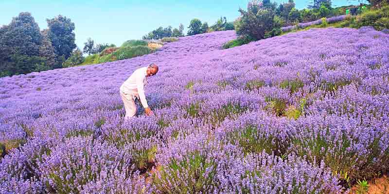 Purple Revolution under Aroma Mission