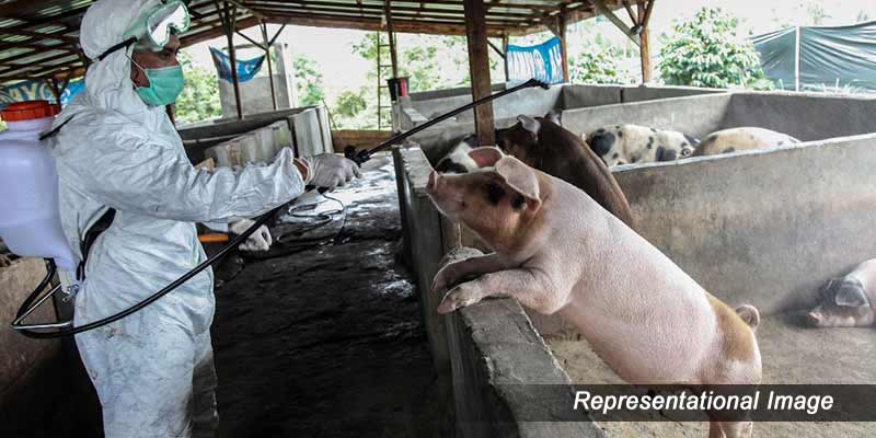 pigs