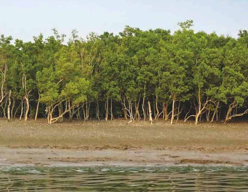 mangrove-2