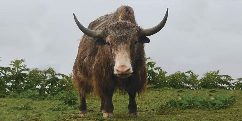 yak