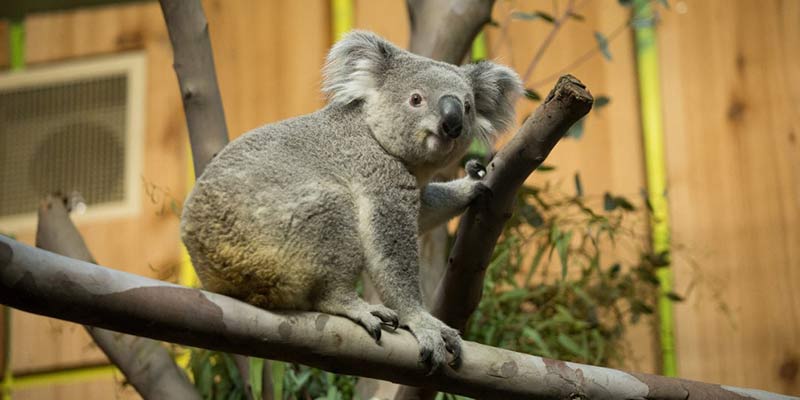 koala