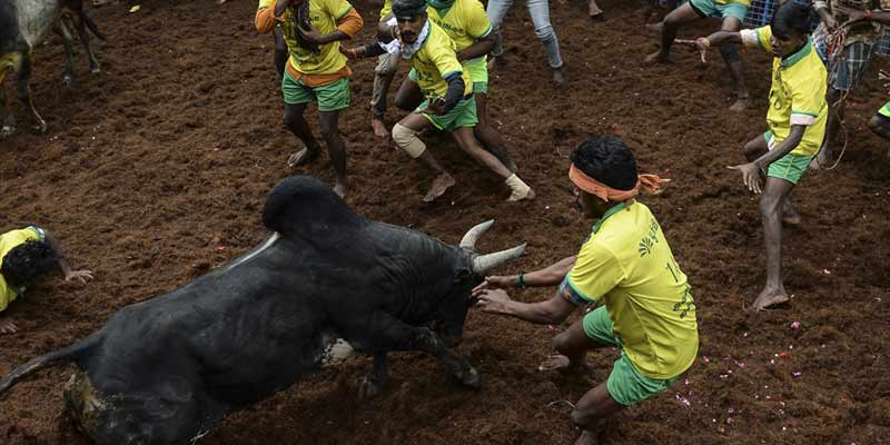 jallikattu