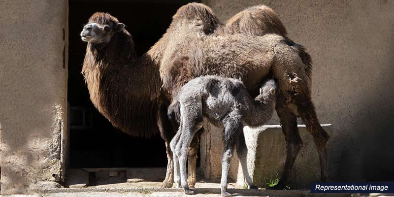 2024 Is The International Year Of Camelids 