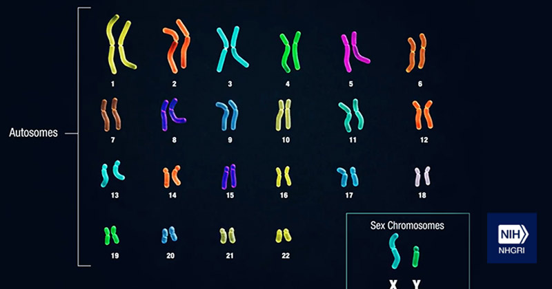 chromosome-b