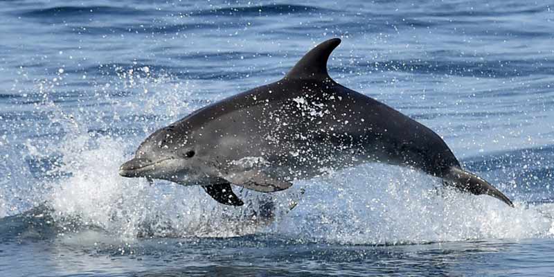 dolphin