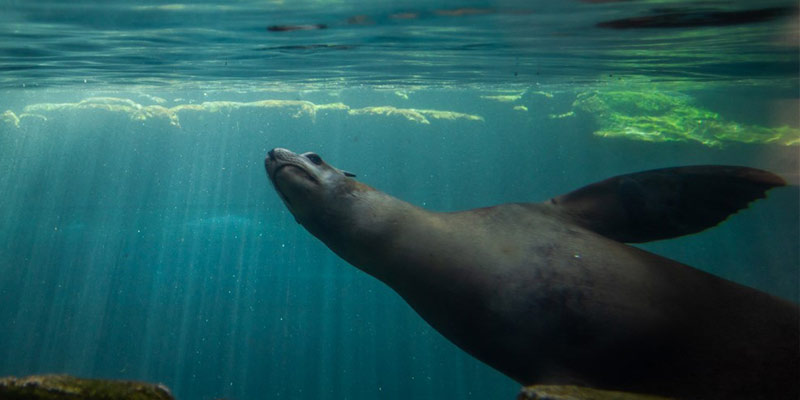 sea-lion