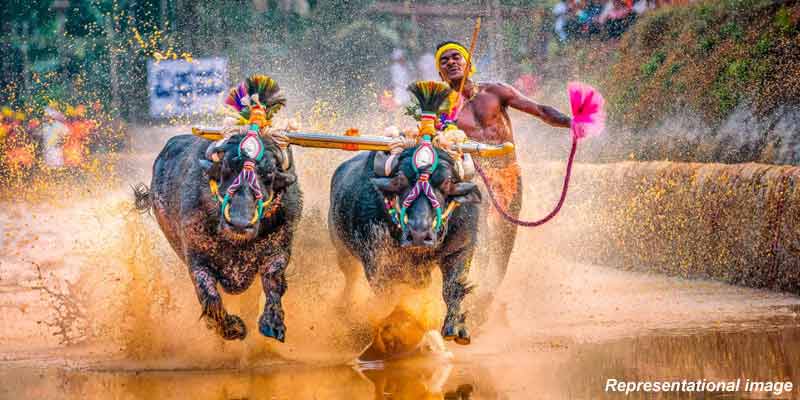 kambala-2