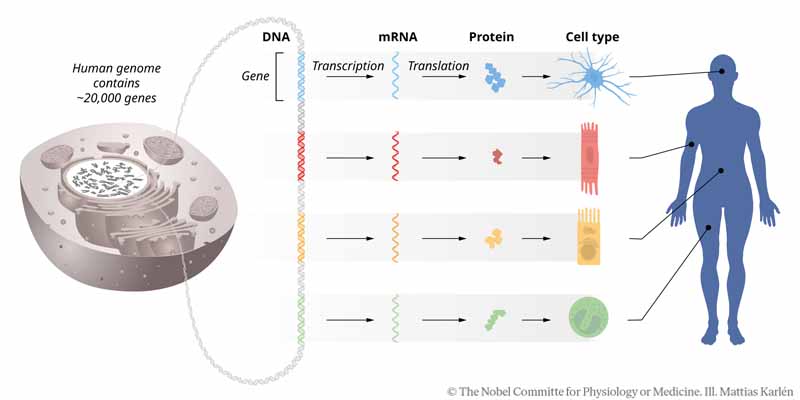 microrna-3