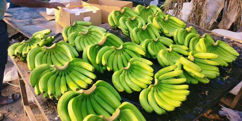 banana-apeda
