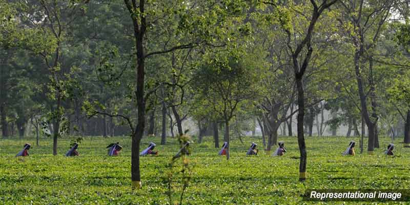 Explainer - Importance of agroforestry in India