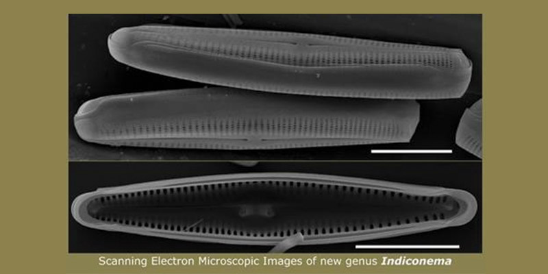 diatom