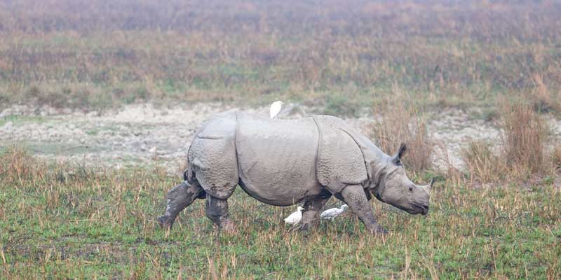 kaziranga-rhino
