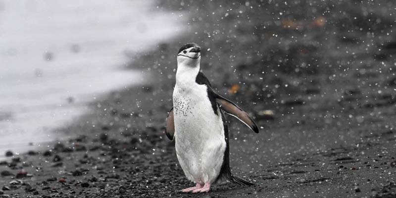 antarctic-2