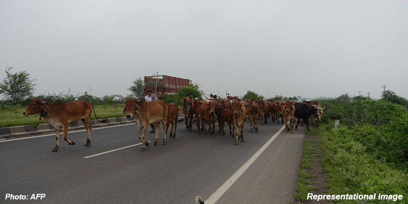 cow-highway