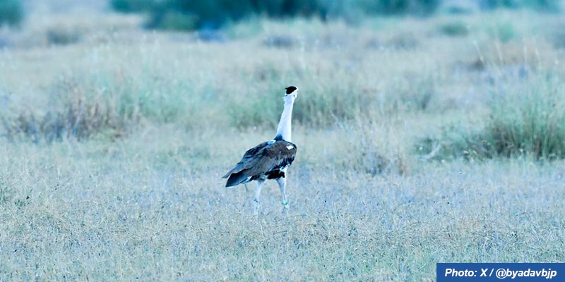 jaisalmer-great-indian-bustard-3