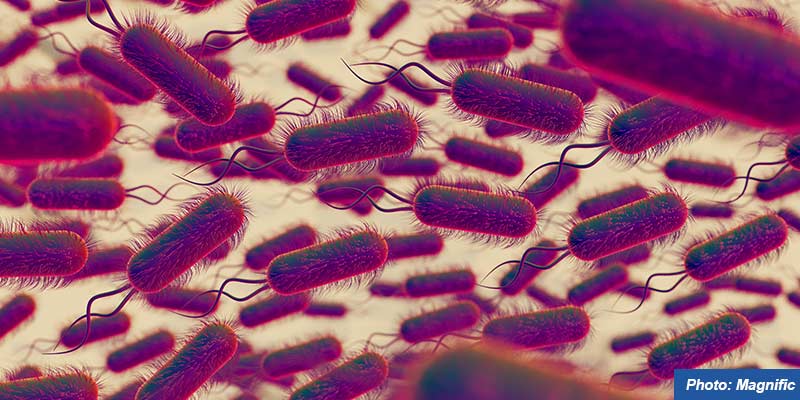 plague