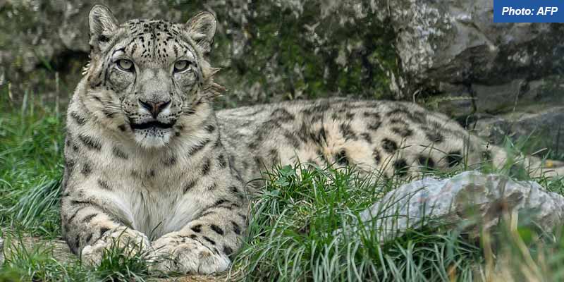 snow-leopard-23b