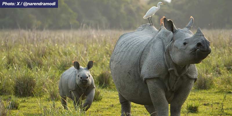 rhino-day-22b